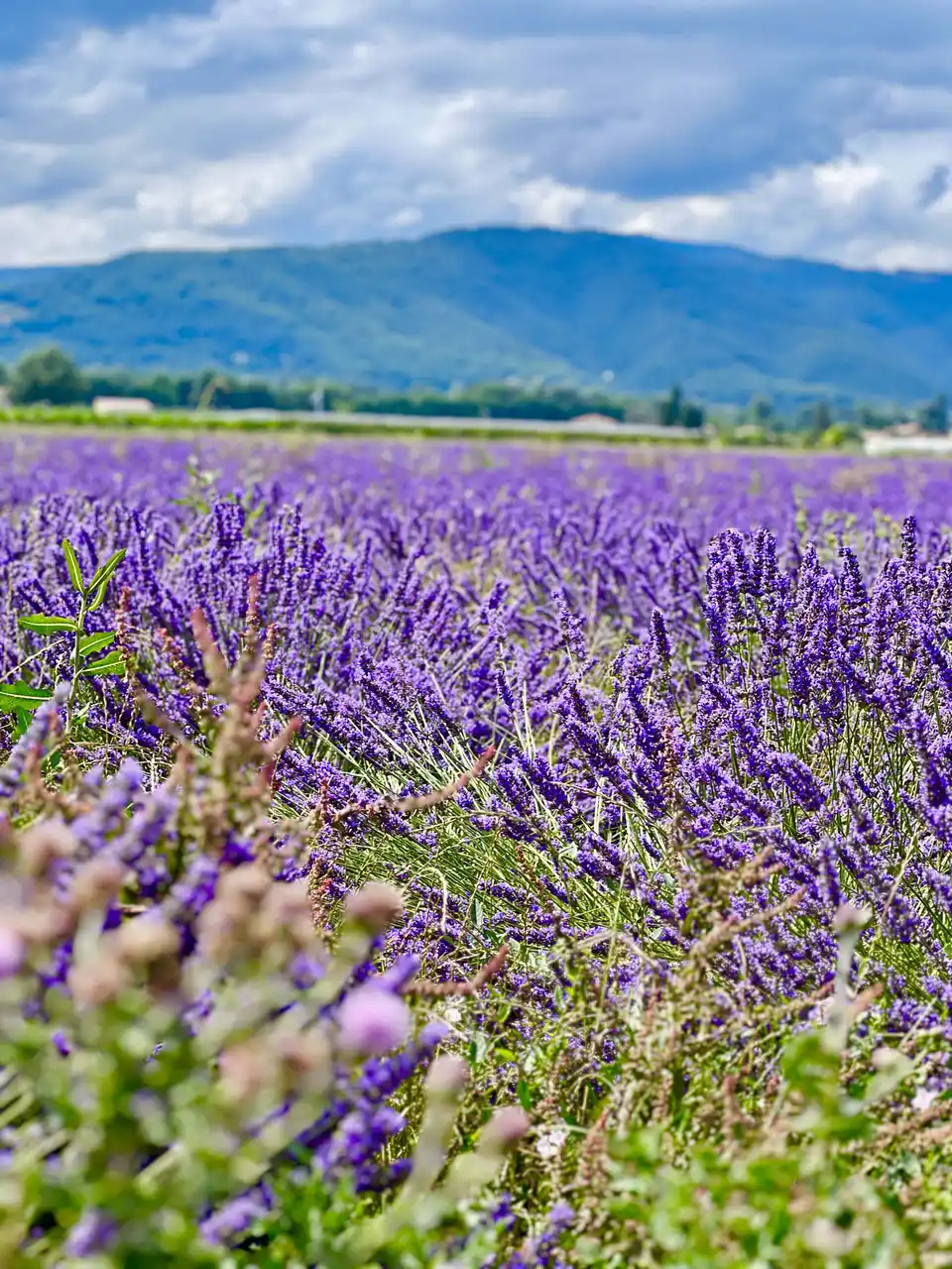 Champ de lavande en fleur au pied des montagnes de la Drôme