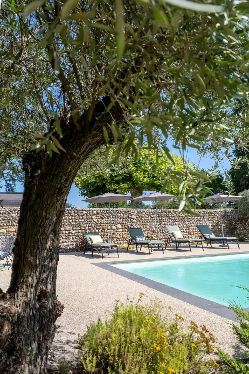 La piscine vue à travers les branches d'un olivier