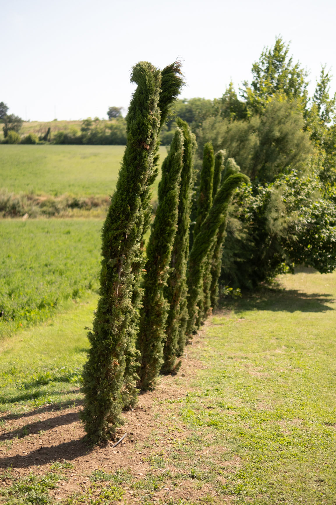 Cypres UN AIR DE TOSCANE